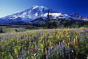 Field Of Blooming Wildflowers In Paradise Park Valley, View Of Mount Rainier, Mount Rainier National Park Field Of Blooming Wildflowers In Paradise Park Valley, View Of Mount Rainier, Mount Rainier National Park