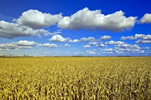Field Of Feed/Grain Corn Stretches To The Horizon, A Sky Filled With Cumulus Clouds In The Background, Near Dufresne Field Of Feed/Grain Corn Stretches To The Horizon, A Sky Filled With Cumulus Clouds In The Background, Near Dufresne