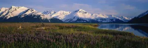 Field Of Lupine Flowers Along Turnagain Arm Sc Alaska Field Of Lupine Flowers Along Turnagain Arm Sc Alaska