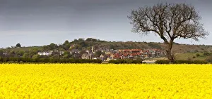 A Field Of Yellow Flowers Beside A Village; Alnsmouth, Northumberland, England A Field Of Yellow Flowers Beside A Village; Alnsmouth, Northumberland, England