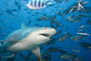 Fiji, Bull shark (Carcharhinus leucas) among school of fish; Bequ Lagoon Fiji, Bull shark (Carcharhinus leucas) among school of fish; Bequ Lagoon
