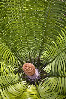 Fiji, Close up of palm related plant; Denarau Island Fiji, Close up of palm related plant; Denarau Island