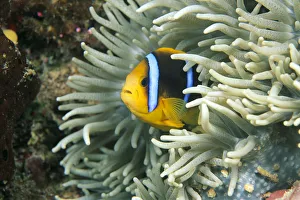 Fiji, Close-Up Of Orange-Fin Anemonefish (Amphiprion Chrysopterus) In Anemone Fiji, Close-Up Of Orange-Fin Anemonefish (Amphiprion Chrysopterus) In Anemone