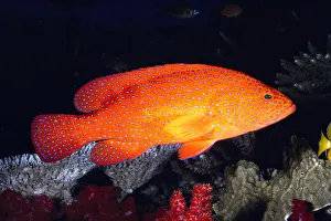 Fiji, Coral Rock Cod (Cephalopholis Miniatus) B1948 Fiji, Coral Rock Cod (Cephalopholis Miniatus) B1948