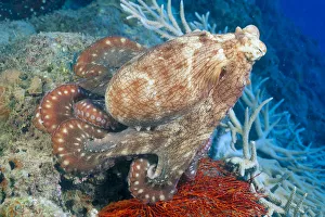 Fiji, Day Octopus (Octopus Cyanea) Close-Up, Curled Up Sitting On Coral Fiji, Day Octopus (Octopus Cyanea) Close-Up, Curled Up Sitting On Coral