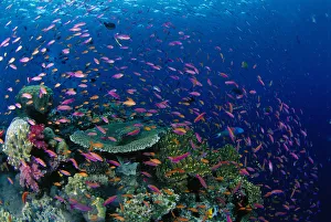 Fiji, Hard Coral Reef Scene With School Lyretail Anthias Surface (Pseudanthias Fiji, Hard Coral Reef Scene With School Lyretail Anthias Surface (Pseudanthias