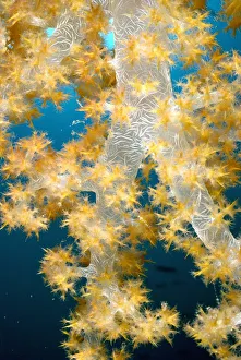 Design pics art/abstract art photography/fiji lau islands tree coral b1953 Design pics art/abstract art photography/fiji lau islands tree coral b1953