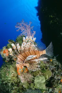 Fiji, Lionfish (Pterois Volitans) And Alcyonarian Coral (Dendronephthya Sp?) Fiji, Lionfish (Pterois Volitans) And Alcyonarian Coral (Dendronephthya Sp?)
