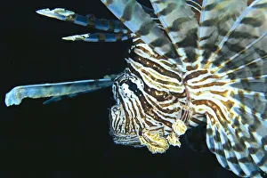 Fiji, Lionfish (Pterois Volitans) Side View, Head Detail Fiji, Lionfish (Pterois Volitans) Side View, Head Detail