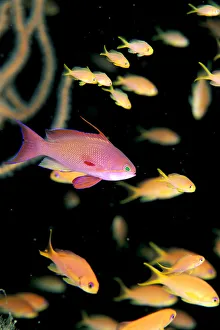 Fiji, One Male And Many Female Lyretail Anthias (Pseudanthias Squammipinnis) Fiji, One Male And Many Female Lyretail Anthias (Pseudanthias Squammipinnis)