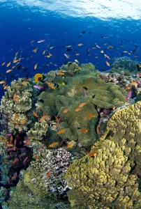 Fiji, Reef Scene With Orange-Fin Anemonefish School Lyretail Anthias Surface Amphiprion Fiji, Reef Scene With Orange-Fin Anemonefish School Lyretail Anthias Surface Amphiprion