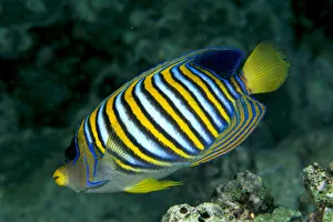 Fiji, Regal Angelfish (Pygoplites Diacanthus) Close-Up Side View Fiji, Regal Angelfish (Pygoplites Diacanthus) Close-Up Side View