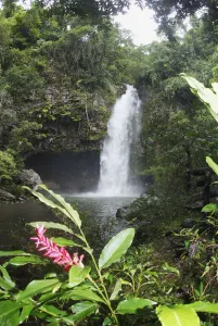 Fiji, Taveuni, Bouma National Heritage Park, Tavoro Waterfall With Pink Ginger Blossom In Foreground Fiji, Taveuni, Bouma National Heritage Park, Tavoro Waterfall With Pink Ginger Blossom In Foreground