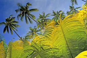 Fiji, Viti Levu, Detail of light green fern leaves in foreground with tall palms against blue sky behind; Coral Coast Fiji, Viti Levu, Detail of light green fern leaves in foreground with tall palms against blue sky behind; Coral Coast