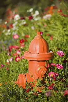 Fire Hydrant & Flowers Kodiak Island Southwest Alaska Fire Hydrant & Flowers Kodiak Island Southwest Alaska