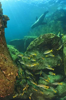 Fish And A Sea Lion In The Water At Los Islotes National Marine Park On Espiritu Santos Island Near La Paz; Baja Fish And A Sea Lion In The Water At Los Islotes National Marine Park On Espiritu Santos Island Near La Paz; Baja