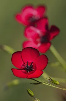 Flax (Linum Usitatissimum) Blooms In A Garden; Astoria, Oregon, United States Of America Flax (Linum Usitatissimum) Blooms In A Garden; Astoria, Oregon, United States Of America