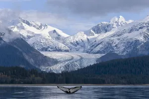 The Fluke Of A Humpback Whale Emerges Briefly From The Water Near Herbert Glacier. Summer In Southeast Alaska The Fluke Of A Humpback Whale Emerges Briefly From The Water Near Herbert Glacier. Summer In Southeast Alaska