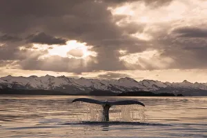 The Fluke Of A Humpback Whale Rises Out Of The Water As It Swims Toward The Setting Sun. Summer In Southeast Alaska The Fluke Of A Humpback Whale Rises Out Of The Water As It Swims Toward The Setting Sun. Summer In Southeast Alaska