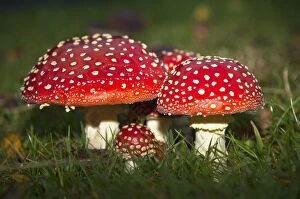 Images Dated 9th October 2010: Fly Agaric (Amanita Muscaria) Mushrooms Growing In The Grass; Northumberland, England