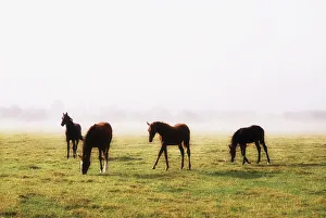 Foals With A Mist Behind Them; Thoroughbred Horses Foals With A Mist Behind Them; Thoroughbred Horses