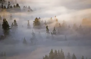Fog Fills The Forest; Astoria, Oregon, United States Of America Fog Fills The Forest; Astoria, Oregon, United States Of America