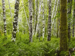 A Forest With Dense Plant Growth On The Forest Floor And Moss Covered Tree Trunks; Tofino, British Columbia, Canada A Forest With Dense Plant Growth On The Forest Floor And Moss Covered Tree Trunks; Tofino, British Columbia, Canada