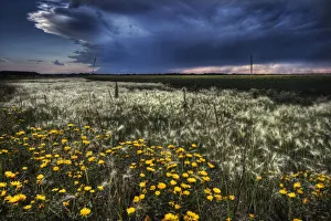 Foxtails And Wildflowers On The Edge Of A Wheatfield Under Storm Clouds North Of Edmonton Foxtails And Wildflowers On The Edge Of A Wheatfield Under Storm Clouds North Of Edmonton