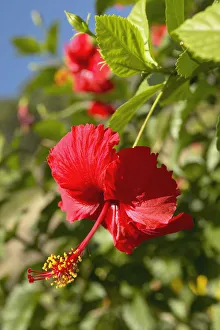French Polyesia, Tahiti, Huahine, Focus On Bright Red Hibiscus On Flower Bush French Polyesia, Tahiti, Huahine, Focus On Bright Red Hibiscus On Flower Bush