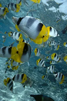 French Polynesia, Bora Bora, School Of Butterflyfish, Close-Up In Shallow Ocean French Polynesia, Bora Bora, School Of Butterflyfish, Close-Up In Shallow Ocean
