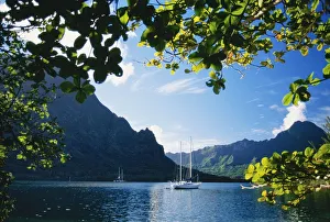 French Polynesia, Moorea, Opunohu Bay, Scenic View Of Island, View Through Trees French Polynesia, Moorea, Opunohu Bay, Scenic View Of Island, View Through Trees