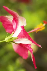 French Polynesia, Tahiti, Maupiti, Hibiscus Flower French Polynesia, Tahiti, Maupiti, Hibiscus Flower