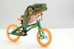 Images Dated 1st October 2004: Frog On A Bicycle