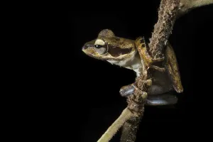 Frog on a branch in Gunung Mulu National Park; Sarawak, Borneo, Malaysia Frog on a branch in Gunung Mulu National Park; Sarawak, Borneo, Malaysia