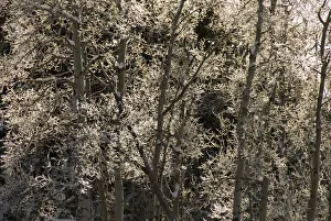 Frost Covered Trees In The Canadian Rockies; Bragg Creek, Alberta, Canada Frost Covered Trees In The Canadian Rockies; Bragg Creek, Alberta, Canada