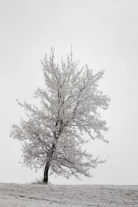 One frosted tree on a snow covered hillside on an overcast day;Calgary alberta canada One frosted tree on a snow covered hillside on an overcast day;Calgary alberta canada