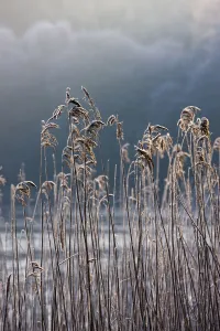 Frozen Reeds At The Shore Of A Lake, Cumbria, England Frozen Reeds At The Shore Of A Lake, Cumbria, England