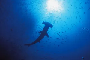 Galapagos Islands, Darwin Islands, Silhouette Of Scalloped Hammerhead With School Of Fish Galapagos Islands, Darwin Islands, Silhouette Of Scalloped Hammerhead With School Of Fish