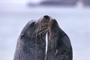 Galapagos Islands, Sea Lions Heads Together, Close-Up (Zalophus Californianu) A96D Galapagos Islands, Sea Lions Heads Together, Close-Up (Zalophus Californianu) A96D