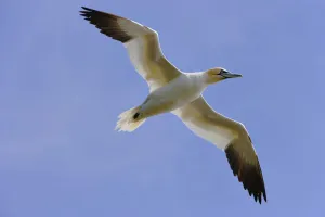 Gannet (Morus Bassanus) In Flight, Cape St. Mary's Ecological Reserve, Avalon Peninsula, Newfoundland Gannet (Morus Bassanus) In Flight, Cape St. Mary's Ecological Reserve, Avalon Peninsula, Newfoundland