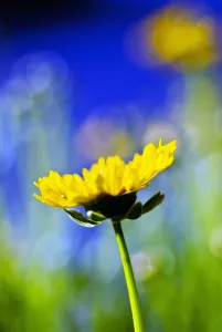 Gazania, Beautiful Yellow Blossom, View From Side Gazania, Beautiful Yellow Blossom, View From Side