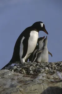 Gentoo Penguin Parent Cares For Chicks New Island Falkland Islands Gentoo Penguin Parent Cares For Chicks New Island Falkland Islands