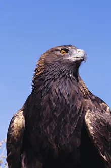 Golden Eagle (Aquila Chrysaetos) Against Blue Sky Golden Eagle (Aquila Chrysaetos) Against Blue Sky