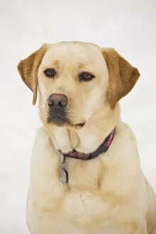 Images Dated 1st January 2010: Golden Labrador Retriever Dog
