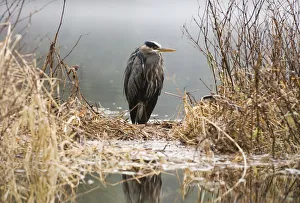 Great Blue Heron Stands In The Reeds At The Edge Of Ward Lake In Ketchikan, Alaska During Winter Great Blue Heron Stands In The Reeds At The Edge Of Ward Lake In Ketchikan, Alaska During Winter