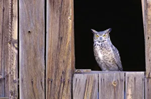 Great Horned Owl (Bubo Virginianus) in barn window Great Horned Owl (Bubo Virginianus) in barn window