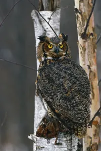 <b class=qtipBold><figcaption>Great Horned Owl Perched Captive</figcaption></b><br><em>© Design Pics / Tom Soucek</em> Great Horned Owl Perched Captive