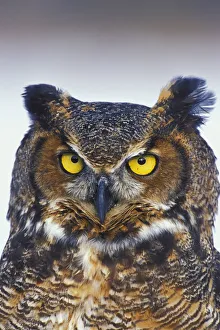 <b class=qtipBold><figcaption>Great Horned Owl Perched Captive</figcaption></b><br><em>© Design Pics / Tom Soucek</em> Great Horned Owl Perched Captive