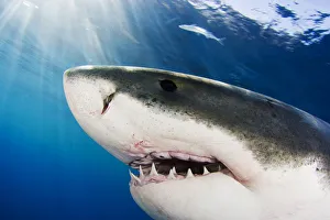 Great White Shark (Carcharodon Carcharias); Mexico Great White Shark (Carcharodon Carcharias); Mexico