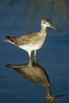 Greater Yellow-Legs Standing In Shallows Sc Ak Summer Greater Yellow-Legs Standing In Shallows Sc Ak Summer